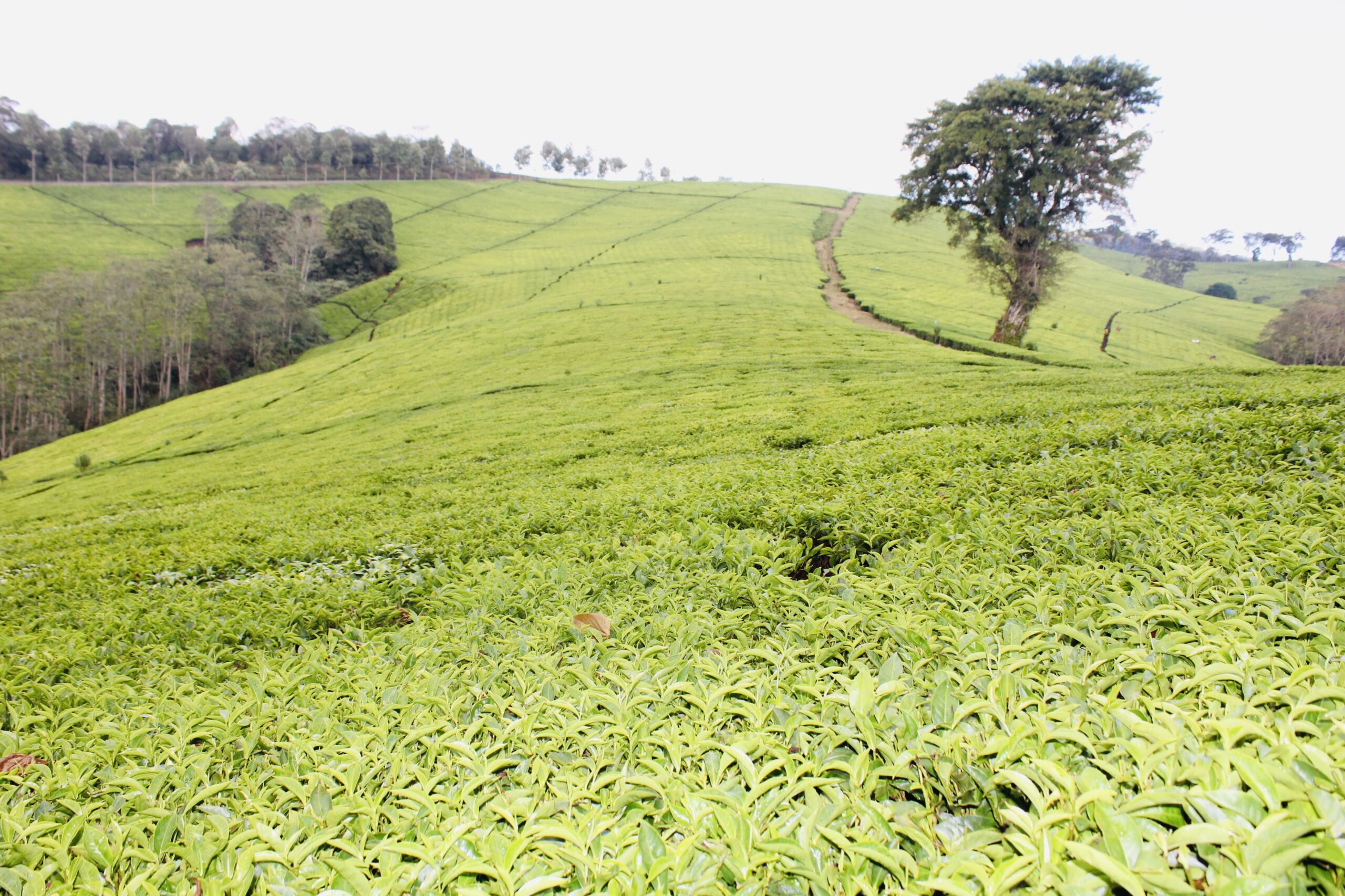 Kimakia Forest Hike and Waterfall Chase | Hikemaniak