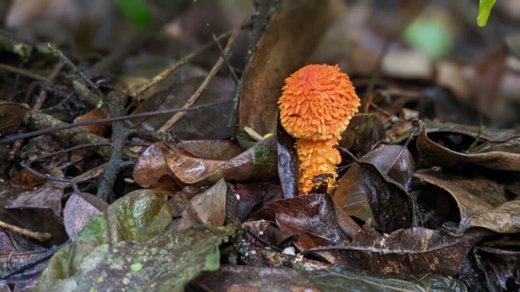 Kieni Forest Hike_ Mushroom