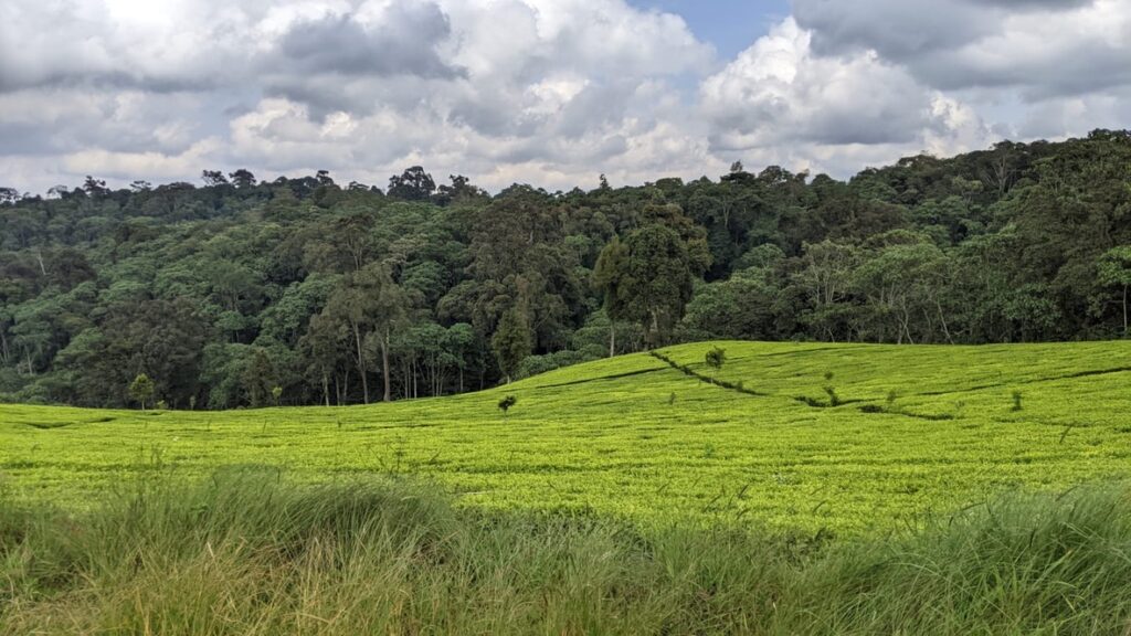 Kieni Tea Plantation