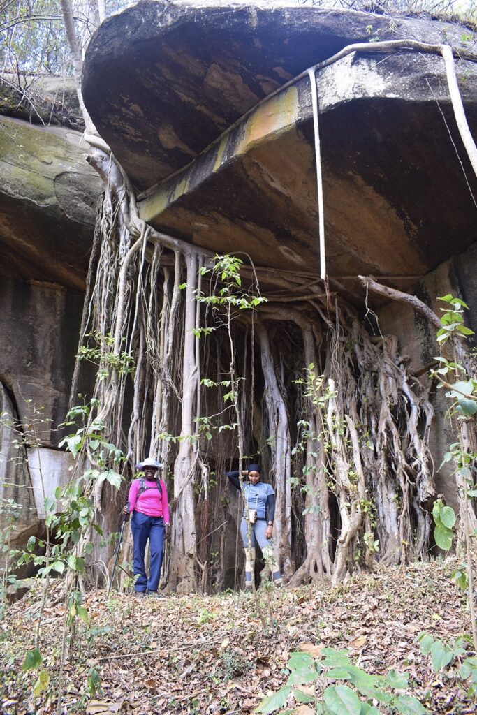 Mbooni Forest