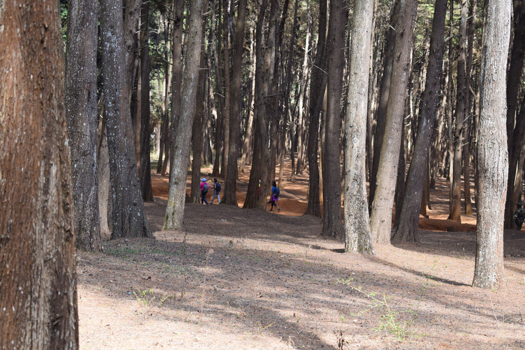 Mbooni Forest