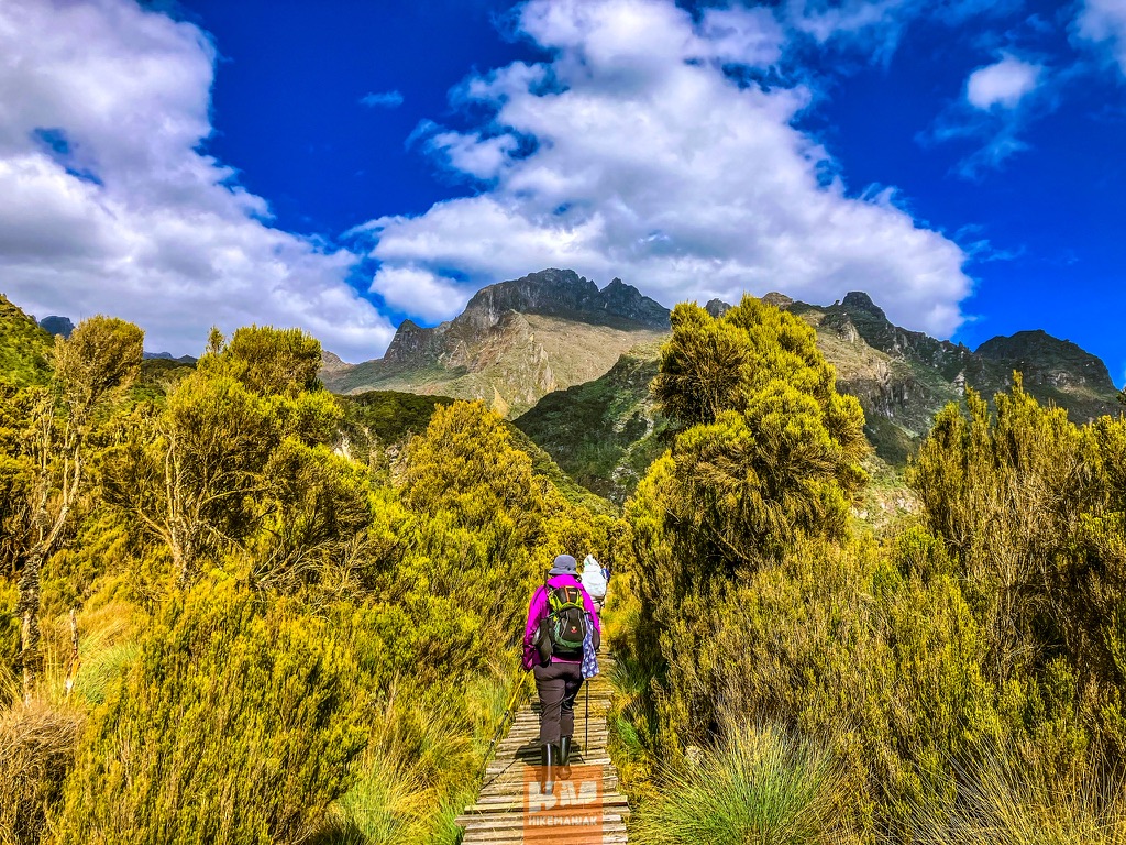 Board Walk_Rwenzori Mountains