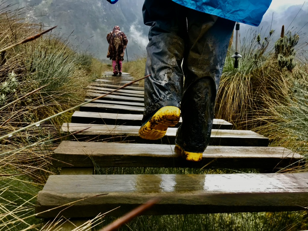 Board walk_Rwenzori Mountains